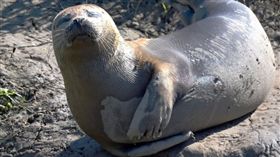 英國,海豹,覓食,田野 圖／翻攝自BBC