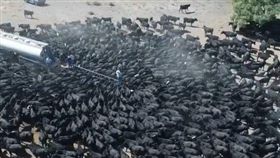 澳洲,新南威爾斯州,乾旱,牛,水車　圖／翻攝自臉書