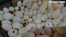 桃園,臭蛋,次級品,蛋液,下游,桃檢,