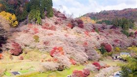（業配）楓櫻同框的美麗奇景 只有日本小原四季櫻看得到
