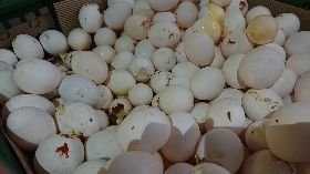 黑心劣質蛋液賣3年　負責人父子交保（