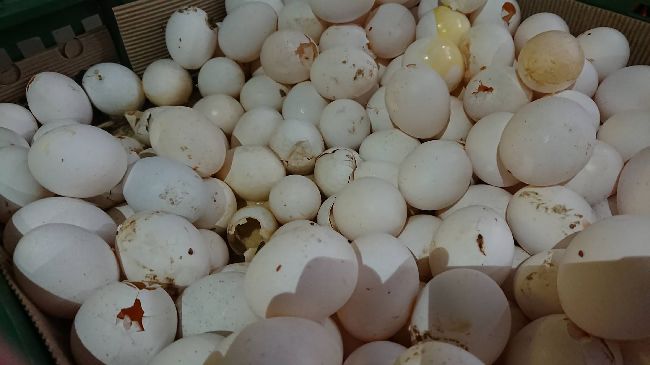 雞蛋液蛋　列明年食品安全稽查重點
