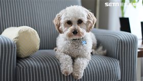 寵物,Lintbells,飼主,狗狗,毛孩,健康