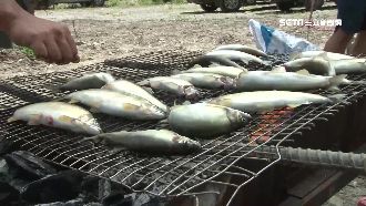 中秋搶不到！山泉養香魚捕撈季免費吃