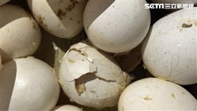 食安,食藥署,桃園市衛生局,元山蛋品,破殼,長蛆,蛋,液蛋