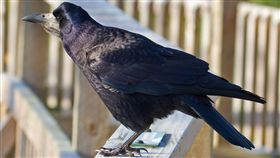 超狂清潔工！狂人國訓練烏鴉幫撿菸頭
法國,主題樂園,Puy du Fou,狂人國,烏鴉
https://flic.kr/p/aFvj5M
（圖／攝影者Tony Hisgett, Flickr CC License）