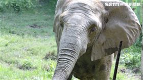 世界大象日,壽山動物園,情人節,親子裝,壽山,高雄市觀光局