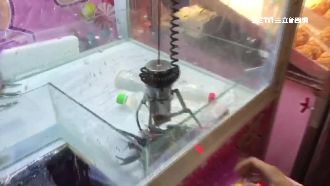 娃娃機夾龍蝦、牡蠣　老闆現場代烤