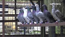 追蹤大鴿舍1800-SOT