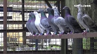 擄賽鴿要贖金「1隻1萬」　集團手法曝光