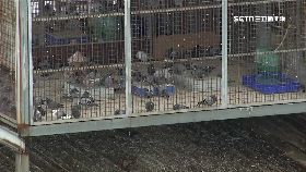 追蹤大鴿舍1800-SOT