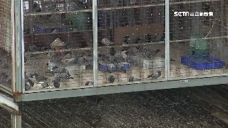 鴿舍拆不怕？知情人爆：賽鴿可賺上億