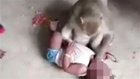 潑猴闖民宅擄嬰。（圖／翻攝The Sun）