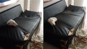 回家不見毛孩迎接？到客廳全看傻　沙發竟被笨汪「拆了」（圖／翻攝自Hernan Otero臉書）沙發,客廳,賤狗,牛頭㹴