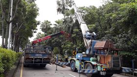 蒲葵老化危行車安全