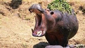 河馬,／翻攝自微博