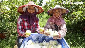 夏日,宜蘭,甜心,紅心番石榴,芭樂,宜蘭芭樂