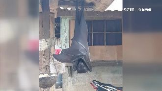 展翅達1.5公尺！超巨型蝙蝠臨絕種