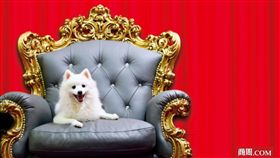 名家／商業周刊／毛小孩經濟學