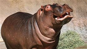  河馬,／翻攝自微搏