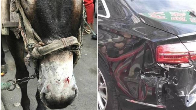 驢子被咬失控踢奧迪　飼主荷包大失血