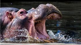 河馬　圖／翻攝自pixabay