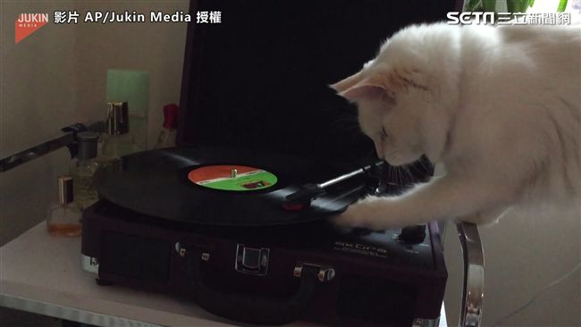 DJ喵皇開趴啦！帥氣刷盤一秒破功