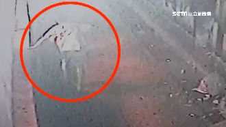 獨／毒癮發作！就醫如廁破窗逃亡