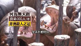 河馬六恐怖1800 21
