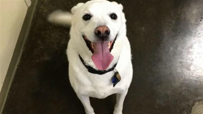 飼主淚崩！愛犬被「認錯」慘遭安樂死