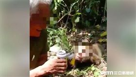 台灣獼猴疑遭獵殺，還被PO網譏笑。（圖／取自爆廢公社）