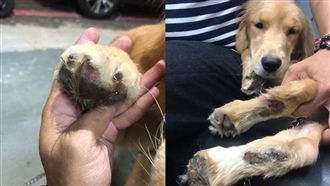 遭主人「騎車拖行」！毛小孩血流滿地