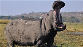 河馬（圖／翻攝自pixabay）