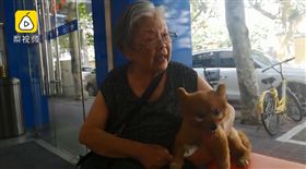 「牠生病我就哭！」兒離世留15歲愛犬　84歲奶奶接手養
圖／翻攝自梨視頻