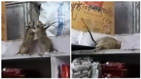 印度,老鼠,雜貨店,打架,旁遮普省（圖／翻攝自YouTube）