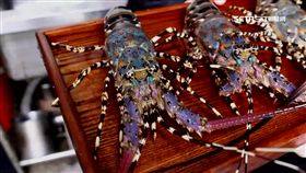 賺到了!漁民捕獲珍貴