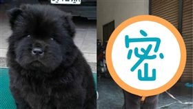 鬆師,狗,毛小孩,洗澡,超級賽亞獅