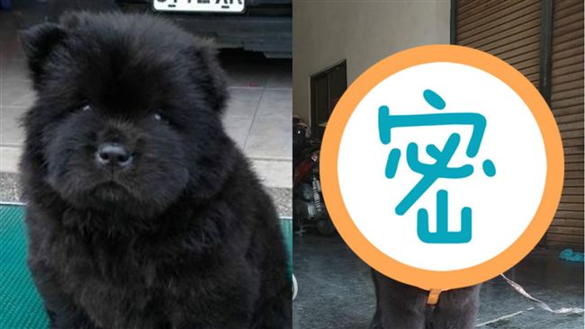 洗完澡變身「賽亞狗」　鬆獅犬氣噗噗