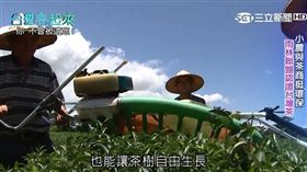 聯合利華與小農挺環保，國際雨林聯盟認證台灣茶（圖／業者提供）