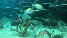 歇業達三年　澎湖水族館風華開張