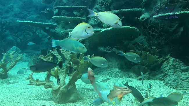 歇業達三年　澎湖水族館風華開張