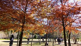 桶頭攔河堰植樹造美景　減少水質優養化南投林區管理處10日將在桶頭攔河堰辦理植樹活動，種植落羽松、洋紅風鈴木、五葉松、青楓，除綠化景觀，也有減少水質優養化效果。圖為奧萬大國家森林遊樂區的落羽松林。（南投林管處提供）中央社記者蕭博陽南投縣傳真　107年3月9日