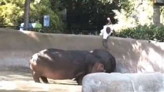 男遊客動物園翻牆　只為偷打河馬屁屁