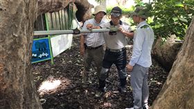 保護茄苳樹王　台中市邀樹醫團隊3D健檢