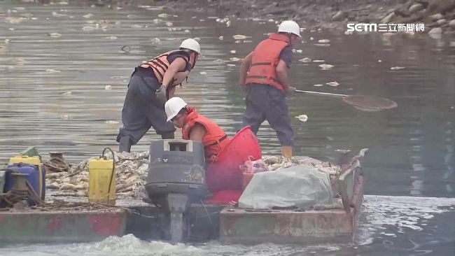 看不到淡水河面　環保局撈35噸魚屍