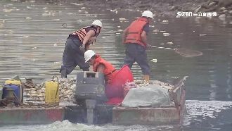 看不到淡水河面　環保局撈35噸魚屍
