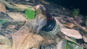 設寄居蟹換殼基地不夠用 　墾管處活動宣導