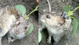 印度,妙蛙種子,寄生,老鼠　圖／翻攝自太陽報