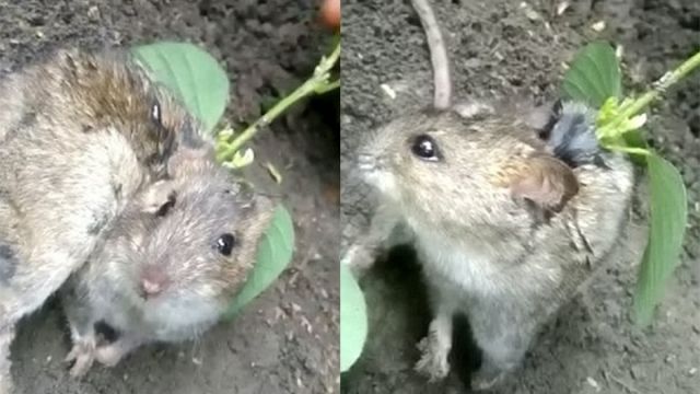 妙蛙種子是你？田鼠慘遭「豆苗寄生」