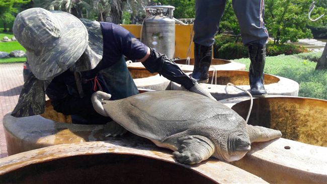 中市公園整修　意外發現珍貴稀有種！